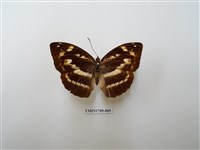 藏品(瑙蛺蝶)的圖片